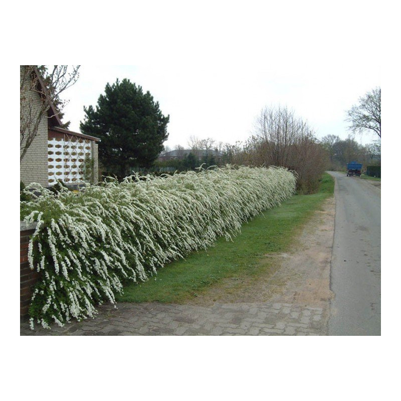 Tawuła szara Grefsheim sklep