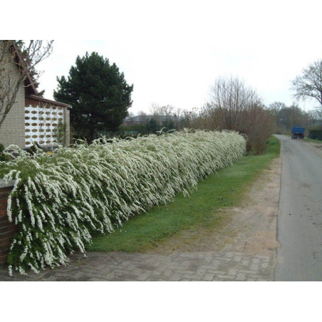 Tawuła szara Grefsheim sklep