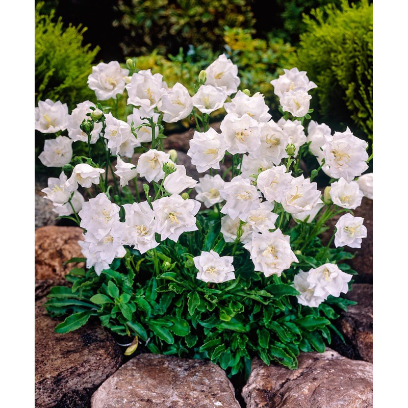 Dzwonek karpacki Alba sklep