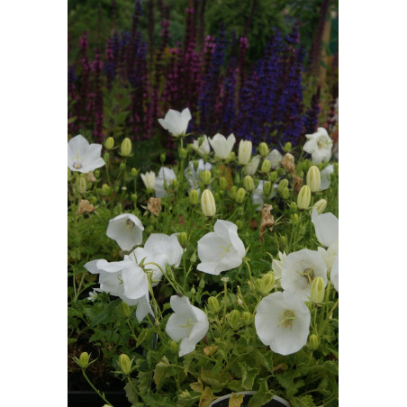 Dzwonek karpacki biały cena