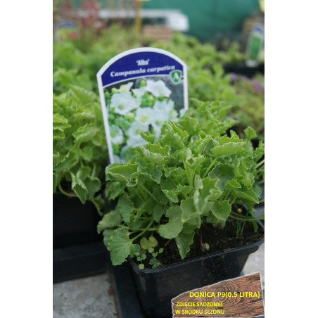 Dzwonek karpacki Alba sadzonka