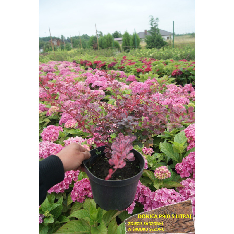 berberys rose glow cena