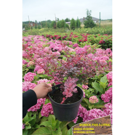 berberys rose glow cena