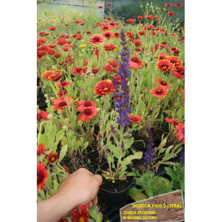 Szałwia omszona Merleau Blue sadzonka