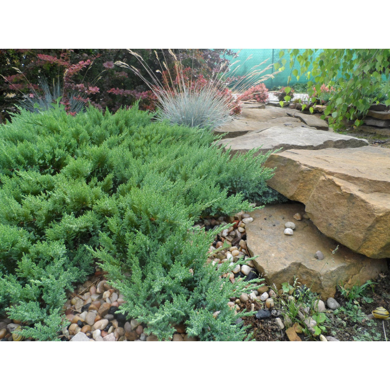 Jałowiec płożący Wiltonii cena