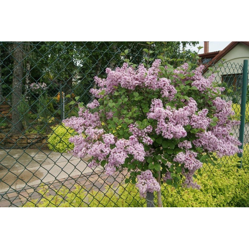 Lilak Meyera Palibin