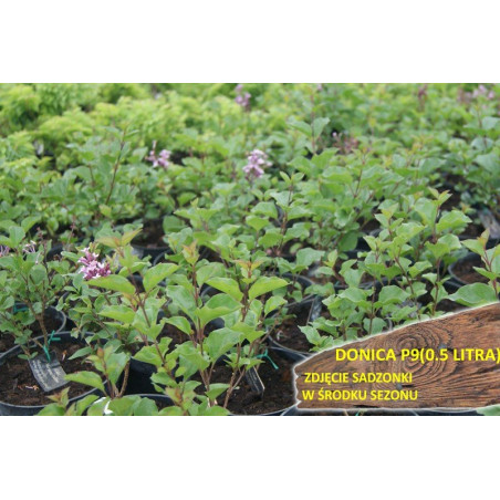 Lilak Meyera Palibin gdzie kupić