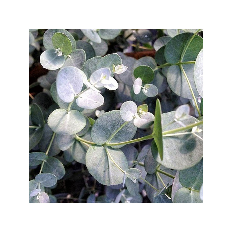 Eukaliptus niebieski