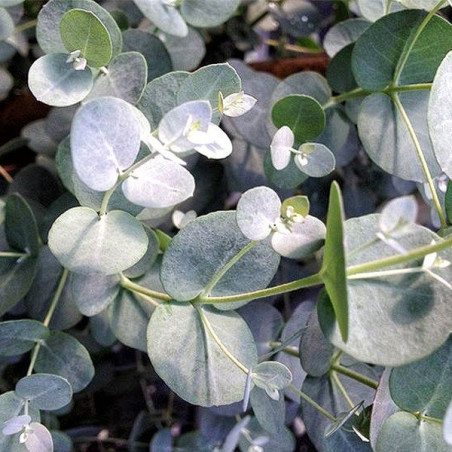 Eukaliptus niebieski