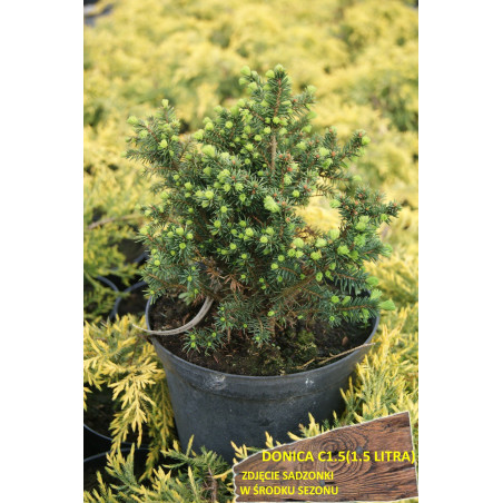 Świerk serbski Karel