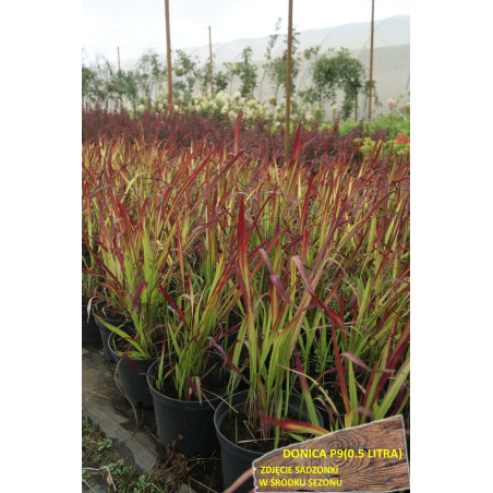 Imperata Red Baron sadzonki