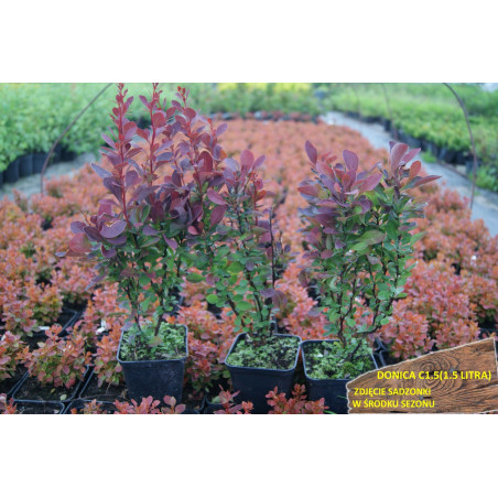 Berberys Red Pillar sadzonki