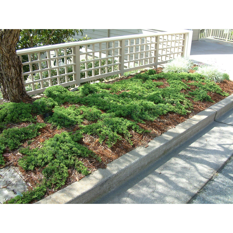 Jałowiec rozesłany nana gdzie kupić