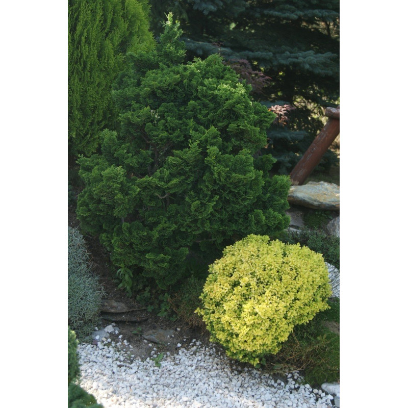 cyprysik tepołuskowy nana gracilis cena