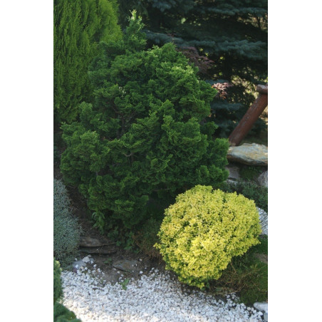 cyprysik tepołuskowy nana gracilis cena