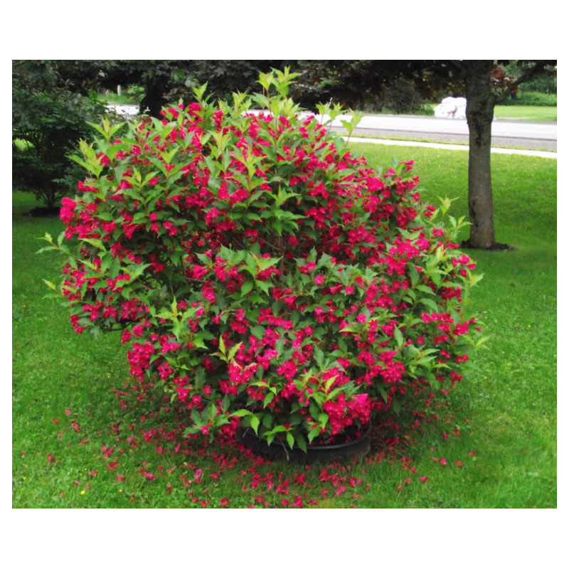 Krzewuszka cudowna Red prince sklep