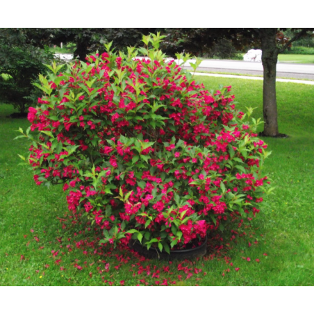 Krzewuszka cudowna Red prince sklep