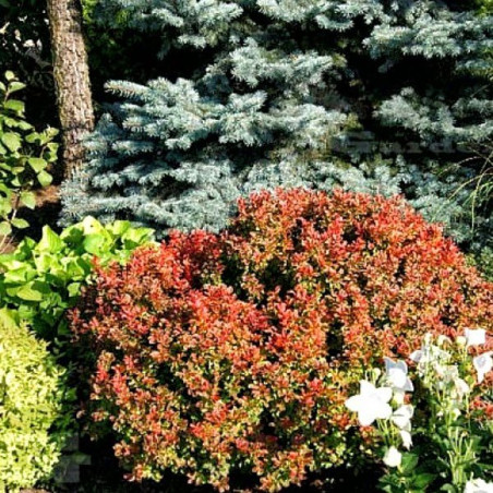 Berberys miniaturowy bagatelle