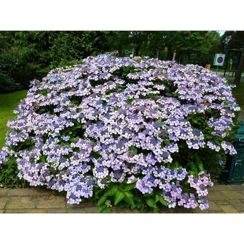 Hortensja piłkowana Bluebird sklep