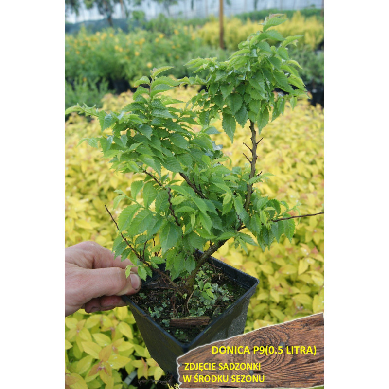 Wiąz polny Jacqueline Hillier sadzonka