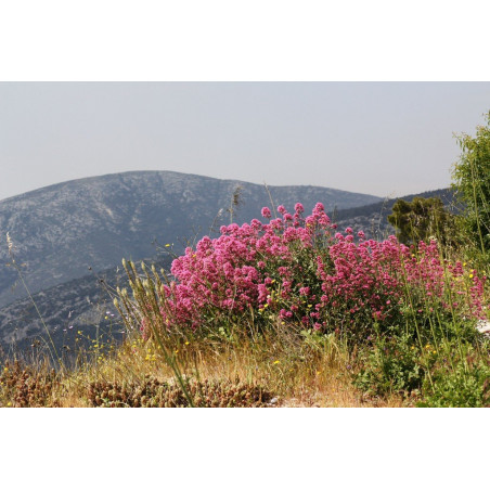 Ostrogowiec coccineus byliny wysokie