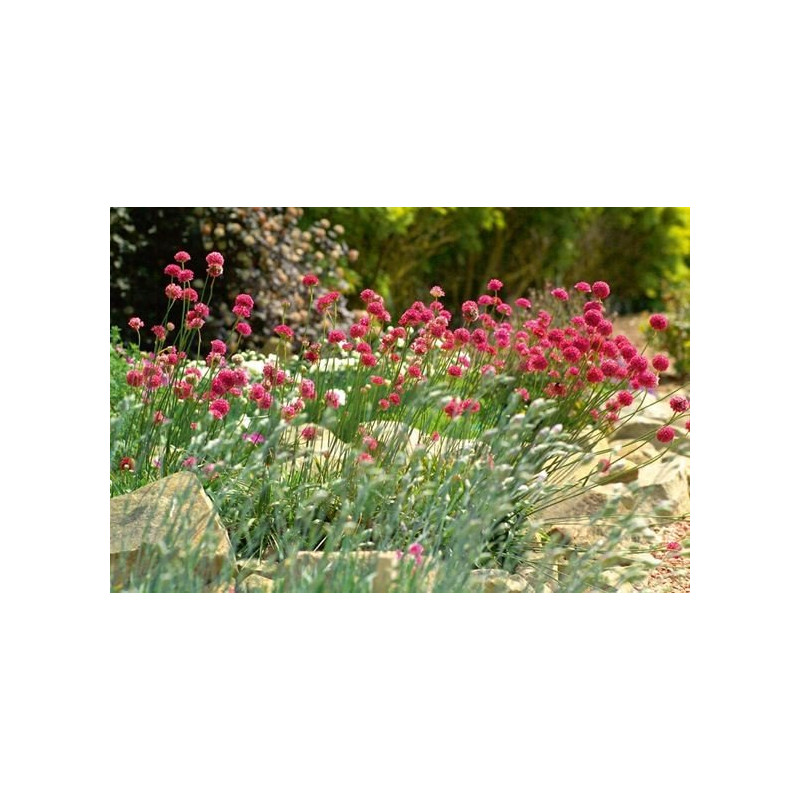 Zawciąg szerokolistny sklep