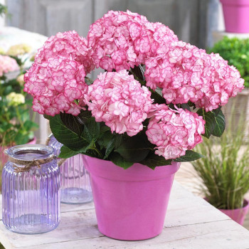 Hortensja ogrodowa 'Miss Saori'