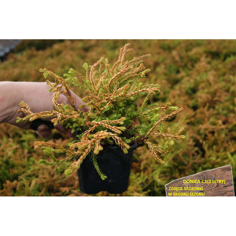 Żywotnik zachodni Golden Tuffet gdzie kupić