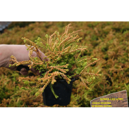 Żywotnik zachodni Golden Tuffet gdzie kupić