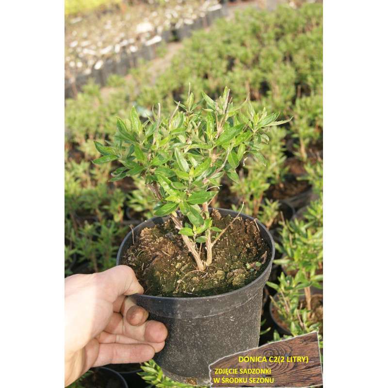 Barbula Heavenly Blue cena