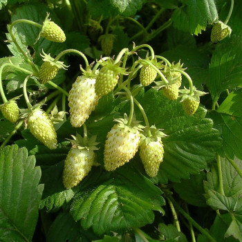 Poziomka "White Delight"