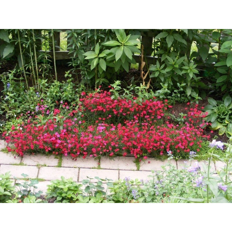 Goździk leuchtfunk cena