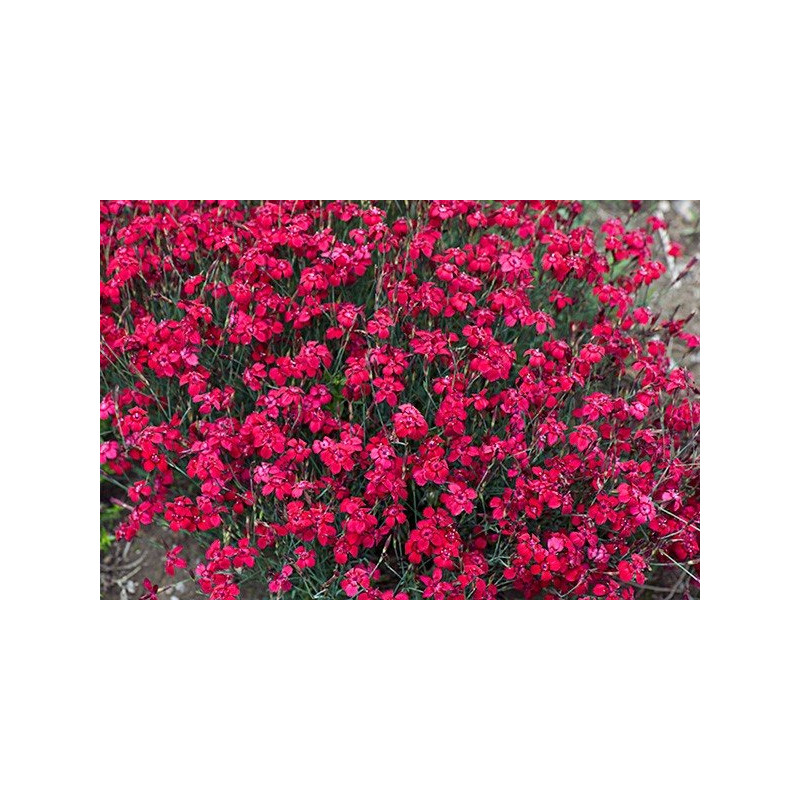 Goździk leuchtfunk sklep