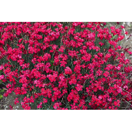 Goździk leuchtfunk sklep