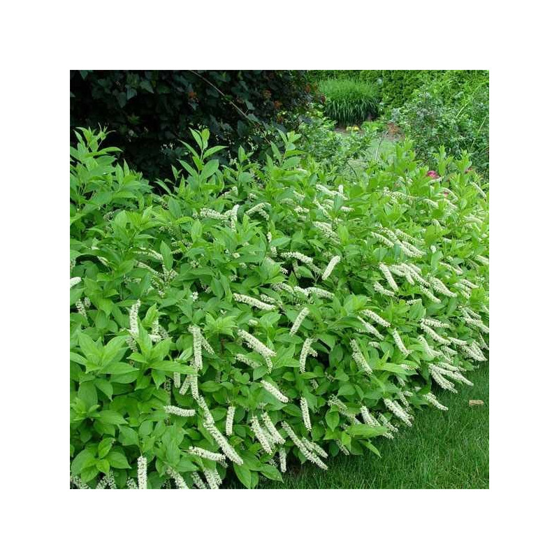 Itea wirginijskasadzonka