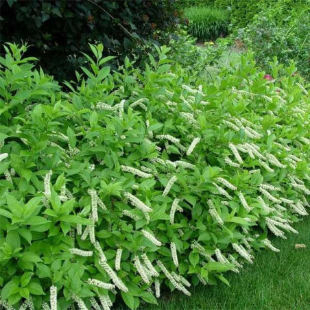 Itea wirginijskasadzonka