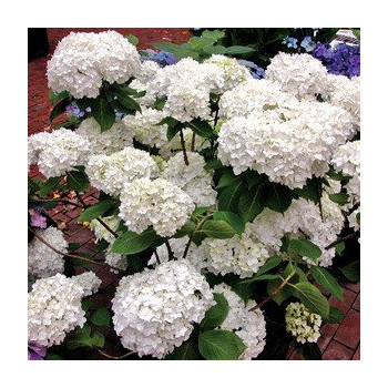 Hortensja Ogrodowa "Snow Storm"