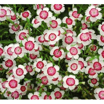 Goździk kropkowany "Arctic Fire"