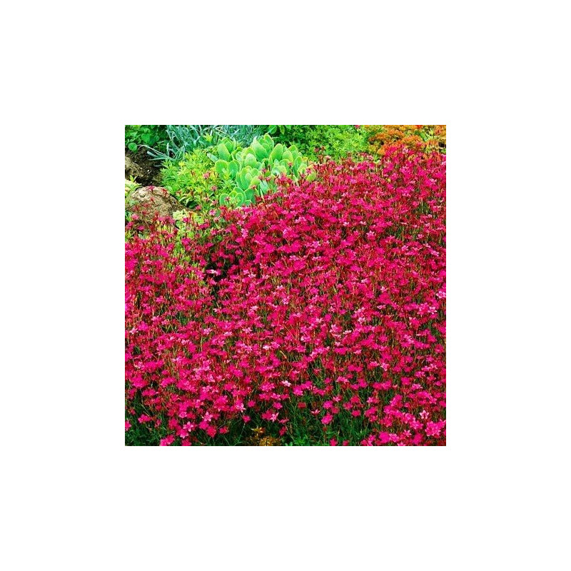 Goździk leuchtfunk cena