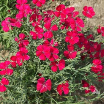 Goździk kropkowany "Brilliant"