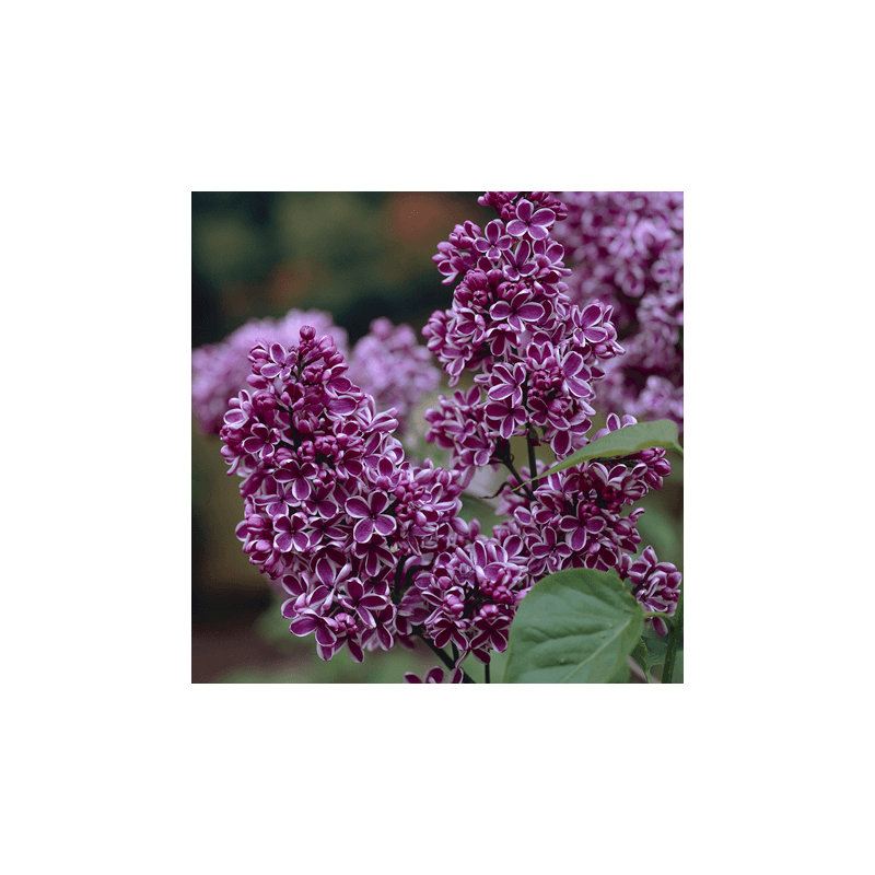 Lilak pospolity Sensation cena