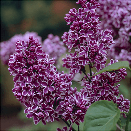 Lilak pospolity Sensation cena