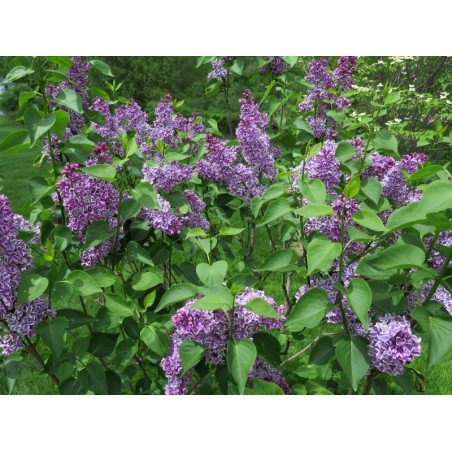 Lilak pospolity Sensation cena