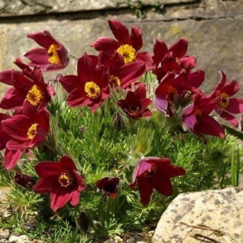 Sasanka "Rote Glocke"