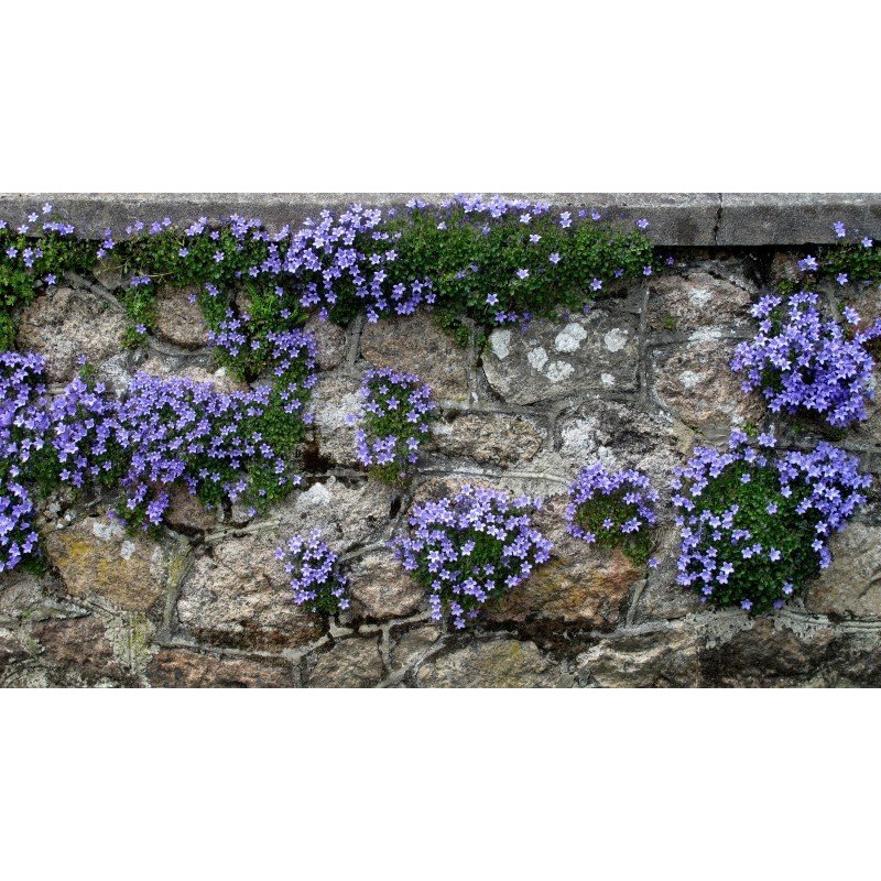 Dzwonek Poszarskiego sklep