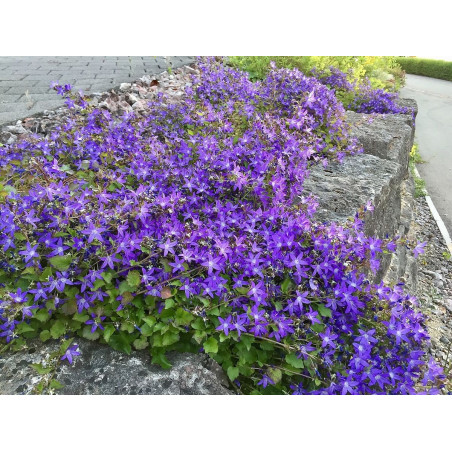 Dzwonek poszarskiego łódź