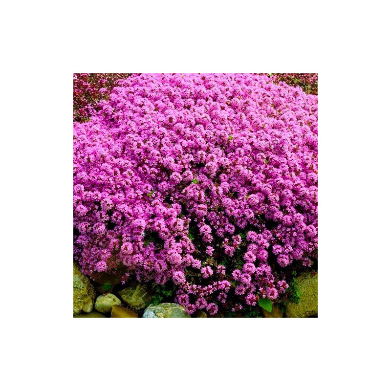 Macierzanka sadzonka