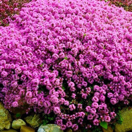 Macierzanka sadzonka