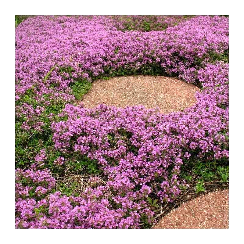 Macierzanka piaskowa sklep