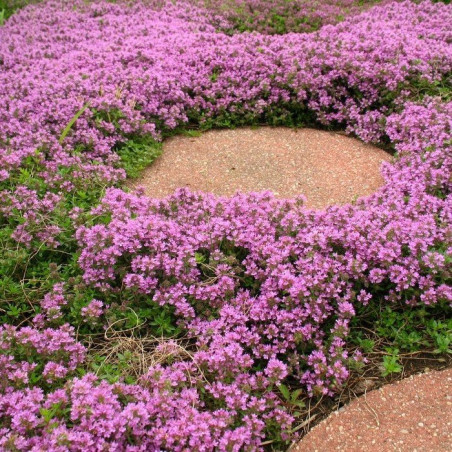 Macierzanka piaskowa sklep